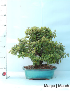 Pyracantha Bonsai von 27 Jahren 2
