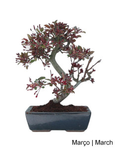 Pommier "Diablo Rouge" Bonsai de 12 ans