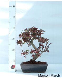 Pommier "Diablo Rouge" Bonsai de 12 ans 2