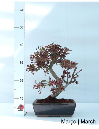Apfelbaum "Diablo Rouge" Bonsai von 12 Jahren
