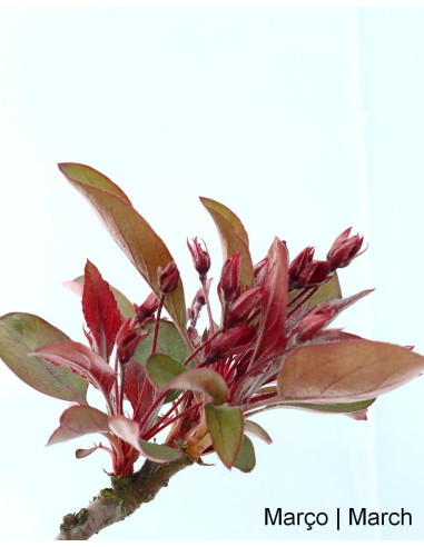 Apfelbaum "Diablo Rouge" Bonsai von 12 Jahren