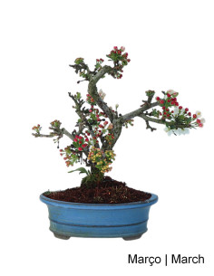 Malus Sargentii Tina Bonsai di 10 Anni