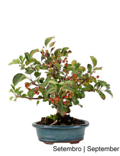 Malus Sargentii Tina Bonsai di 10 Anni 2