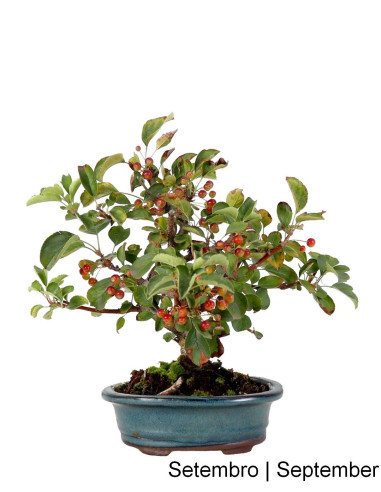 Malus Sargentii Tina Bonsai de 10 Anos