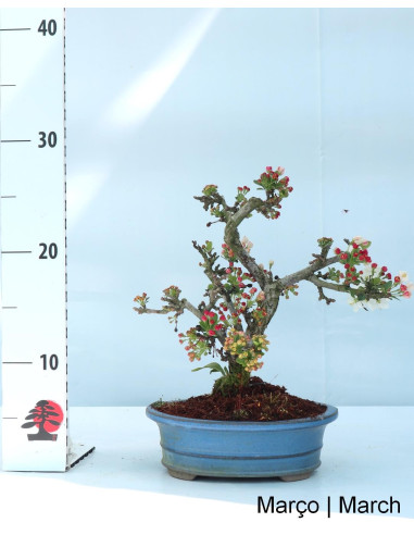 Malus Sargentii Tina Bonsai de 10 Anos