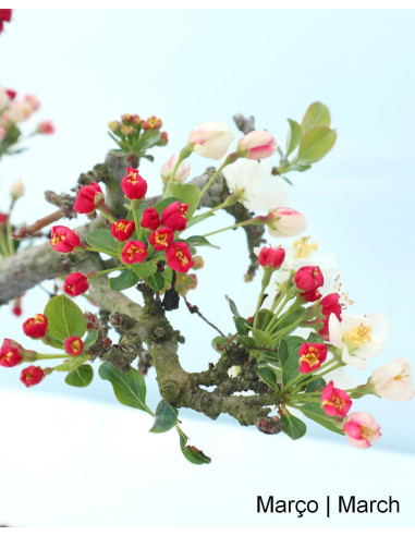 Malus Sargentii Tina Bonsai de 10 Anos