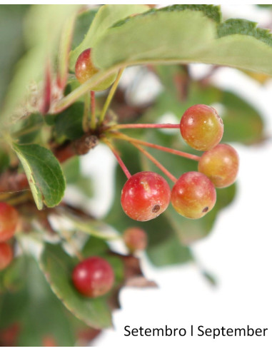 Malus Sargentii Tina Bonsai de 10 Anos