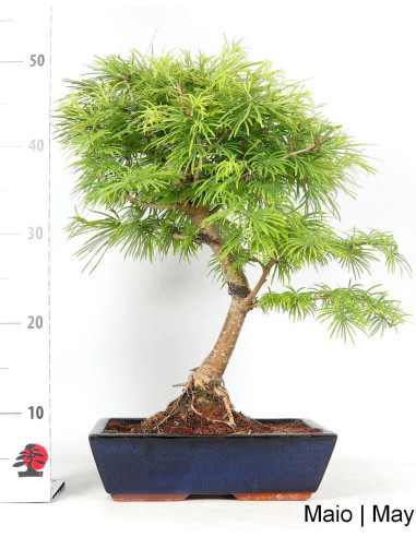 Pseudolarix Bonsai di 17 anni