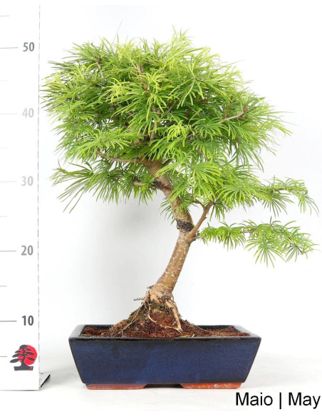 Pseudolarix Bonsai 17 years old
