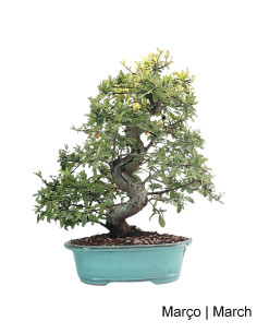 Pyracantha Bonsai di 27 anni