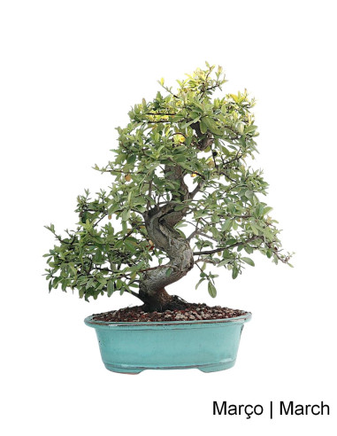 Pyracantha Bonsai von 27 Jahren