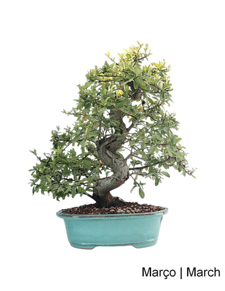 Pyracantha Bonsai de 27 ans