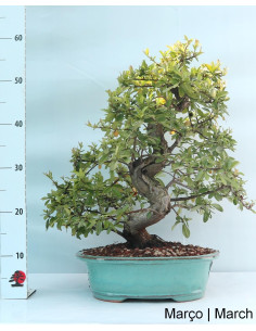 Pyracantha Bonsai di 27 anni 2