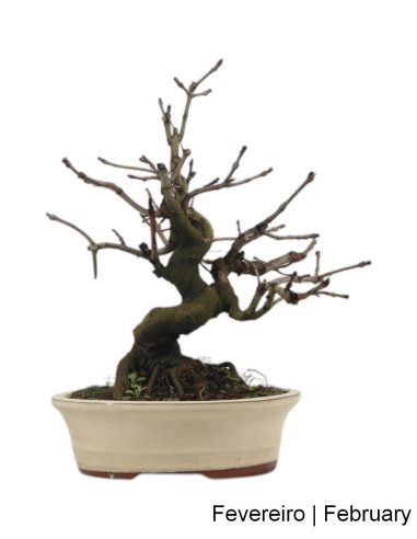 Fraxinus Bonsai de 23 ans
