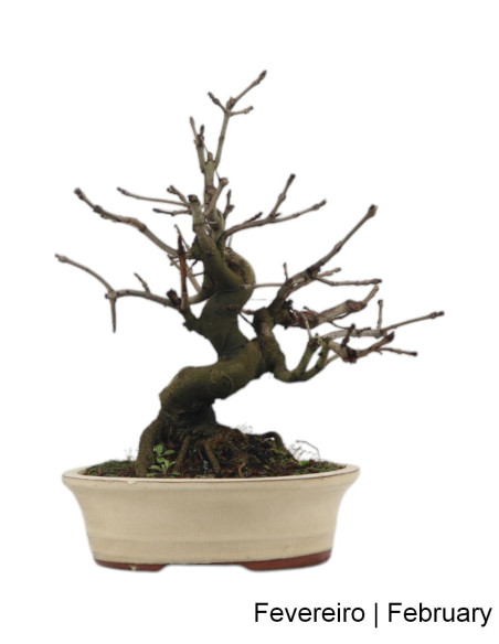 Fraxinus Bonsai de 23 ans