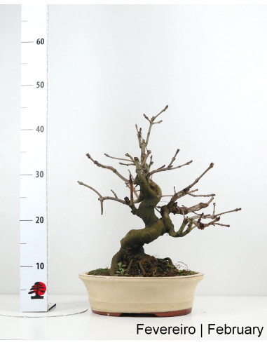 Fraxinus Bonsai de 23 ans