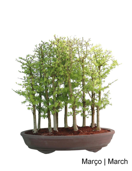 Pseudolarix Bonsai de 38 anos