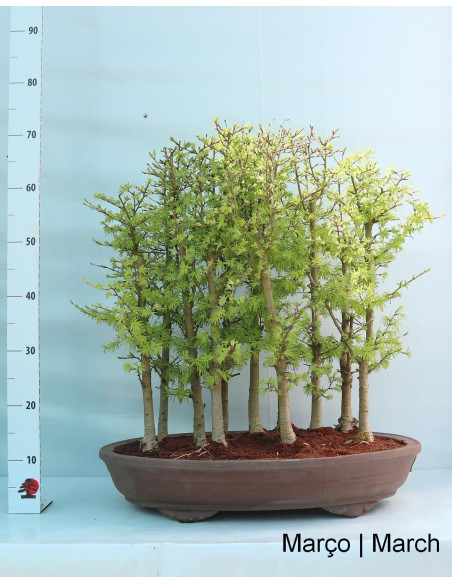 Pseudolarix Bonsai de 38 anos