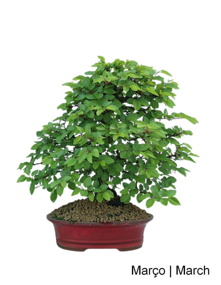 Carpinus 27 anni