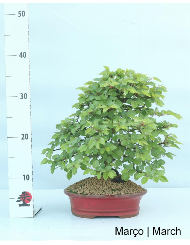 Carpinus 27 anni