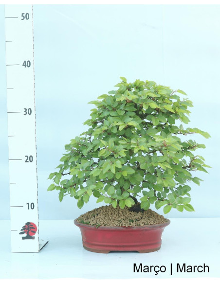 Carpinus 27 anni