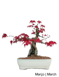 Acer Palmatum Deshojo Bonsai de 40 ans