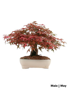 Acer Palmatum Deshojo Bonsai de 40 años 2