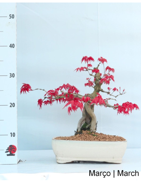 Acer Palmatum Deshojo Bonsai de 40 años