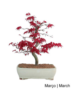 eisenholzbaum bonsai Eisenholzbaum - Parrotia persica