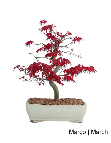Acer Palmatum Deshojo Bonsai of 29 years