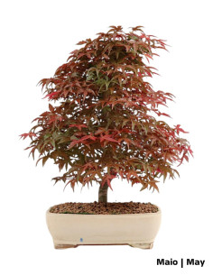 Acer Palmatum Deshojo Bonsai of 29 years 2