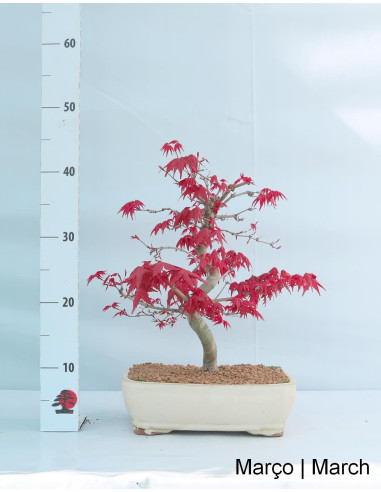 Acer Palmatum Deshojo Bonsai de 29 anos