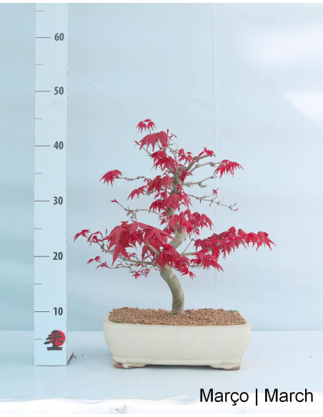 Acer Palmatum Deshojo Bonsai of 29 years