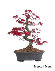 Acer Palmatum Deshojo Bonsai von 32 Jahren