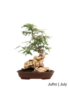 Sesbania Spp Bonsai von 2000