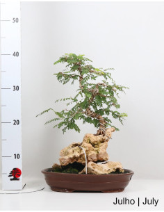 Sesbania Spp Bonsai del 2000 2