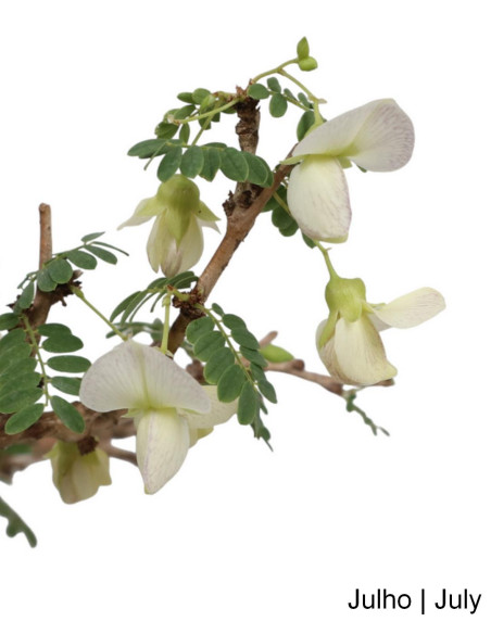 Sesbania Spp Bonsai von 2000