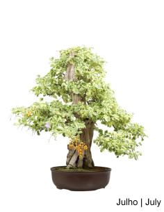 Durantha Repens Variegata Bonsai del 1983