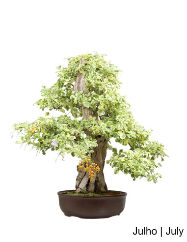 Durantha Repens Variegata Bonsai de 1983