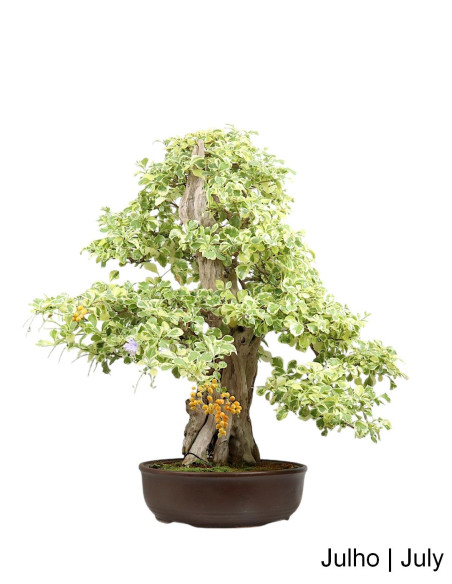 Durantha Repens Variegata Bonsai de 1983