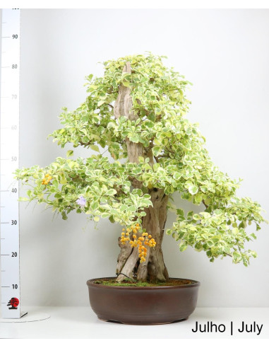 Durantha Repens Variegata Bonsai de 1983