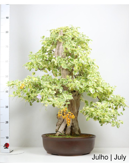 Durantha Repens Variegata Bonsai de 1983