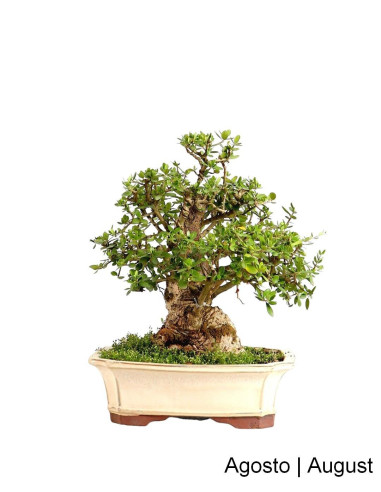 Acebuche - Oliveira Brava - Bonsái de 27 años | Luso Bonsai