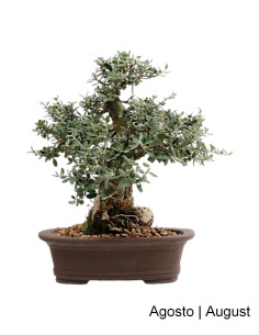 Zambujeiro - Oliveira Brava - Bonsai del 2003