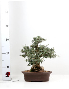 Olea sauvage - Olivier à fruits amers - Bonsai de 2003 2