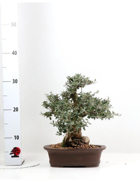 Zambujeiro - Oliveira Brava - Bonsai del 2003