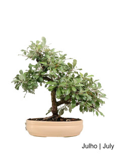 Eleagnus Bonsai del 2003