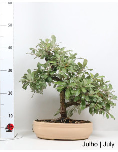 Eleagnus Bonsai del 2003 2