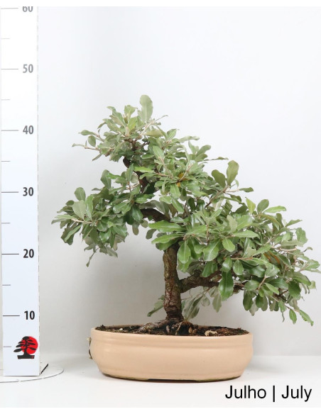 Eleagnus Bonsai de 2003