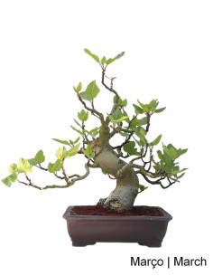 29-year-old Bonsai Fig tree